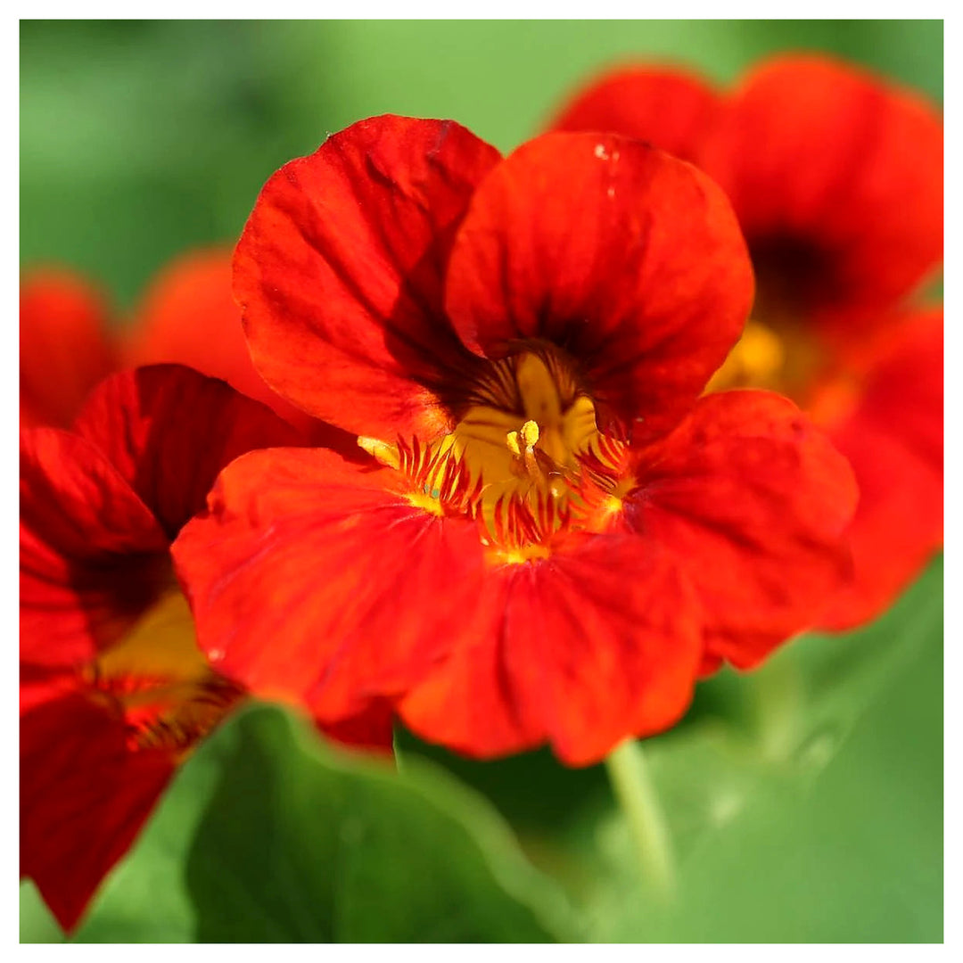 Heirloom Non-GMO Nasturtium Flower Seeds for Planting – Edible, High Germination Vibrant Blooms | Neera Seeds product photo [neera-v4-c7bc9e76772a70ad7598]