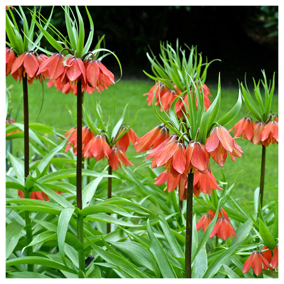 Green Crown Imperial Flower Seeds – Heirloom Non-GMO Regal Blooms for Spring Garden Planting | Neera Seeds product photo [neera-v4-c7c9ce4cefc7f64c41cf]