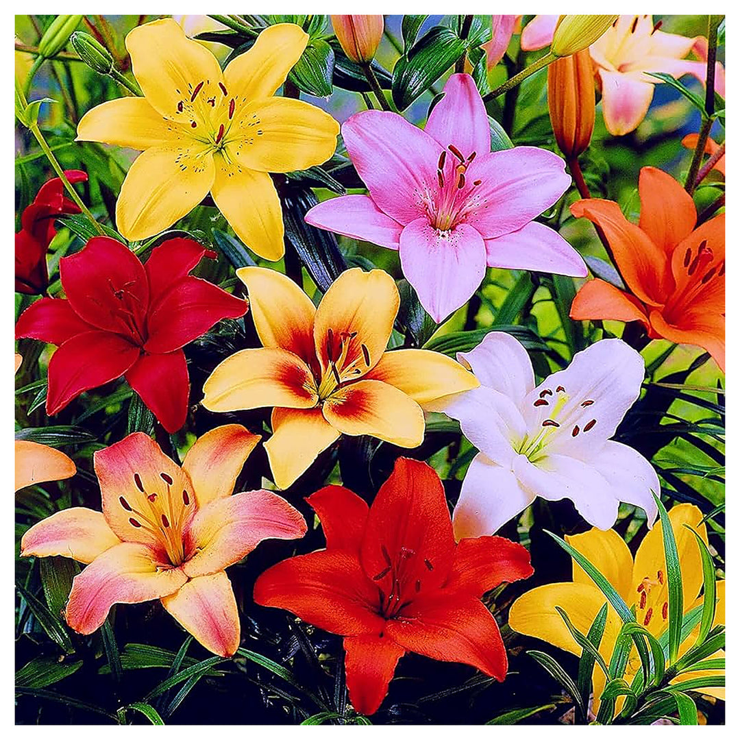 Heirloom Non-GMO Lilium Flower Seeds – Mixed Color Blooms for Planting | Organic Garden Seeds with High Germination | Neera Seeds product photo [neera-v4-c7cceae52c683bc6a6af]