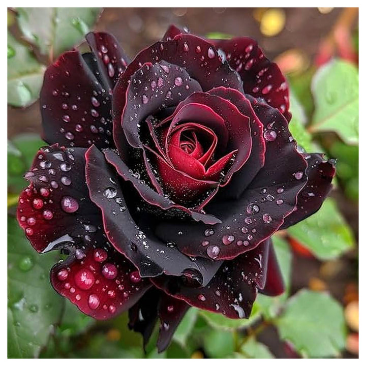 Black Pearl Rose Planting Flower Bed And Romantic Garden Flower Seeds Home Garden | Neera Seeds product photo [neera-v4-c7d406bf3a54c2c98f60]