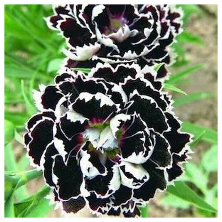 Organic Heirloom Non-GMO Black White Dianthus Seeds for Planting – Bicolor Garden Blooms | Neera Seeds product photo [neera-v4-c7ffd0136f7b55b21cff]