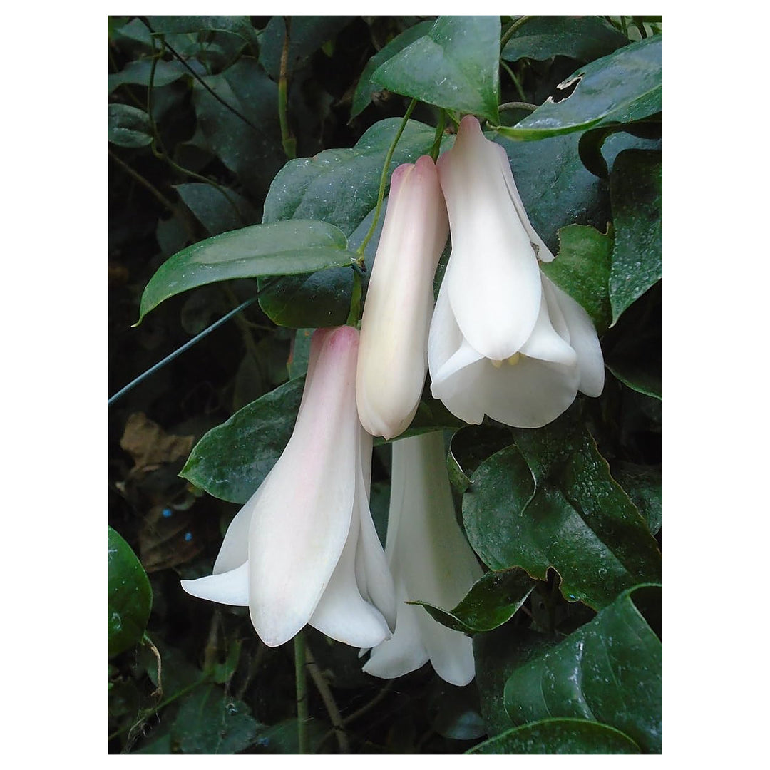 Heirloom Non-GMO Chilean Bell Flower Seeds for Planting – Rare Climbing Blooms, High Germination Organic Seeds | Neera Seeds product photo [neera-v4-c8000a2955435258cf56]