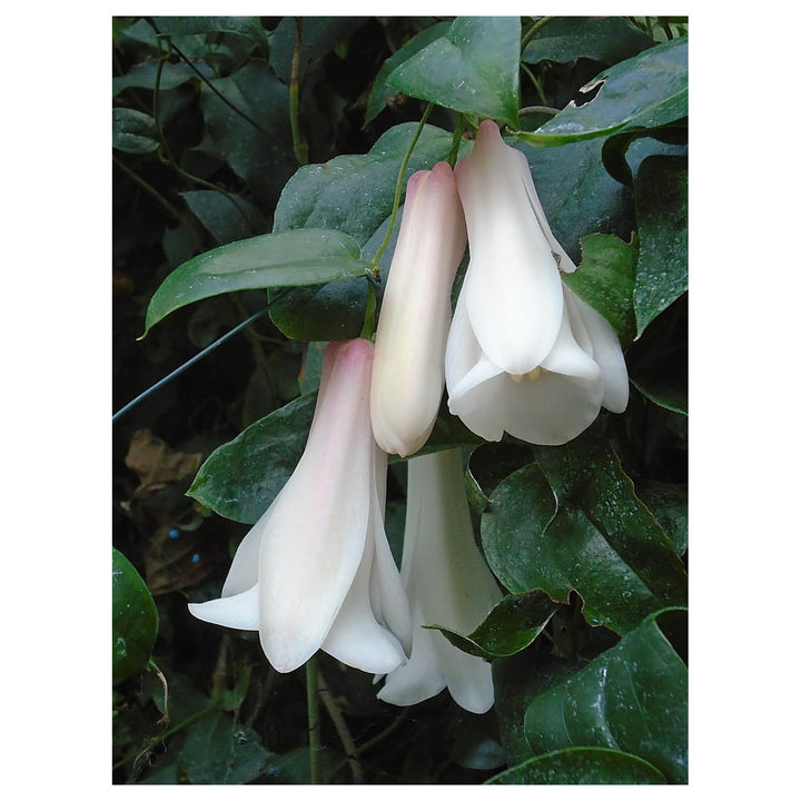 Heirloom Non-GMO Chilean Bell Flower Seeds for Planting – Rare Climbing Blooms, High Germination Organic Seeds | Neera Seeds product photo [neera-v4-c8000a2955435258cf56]