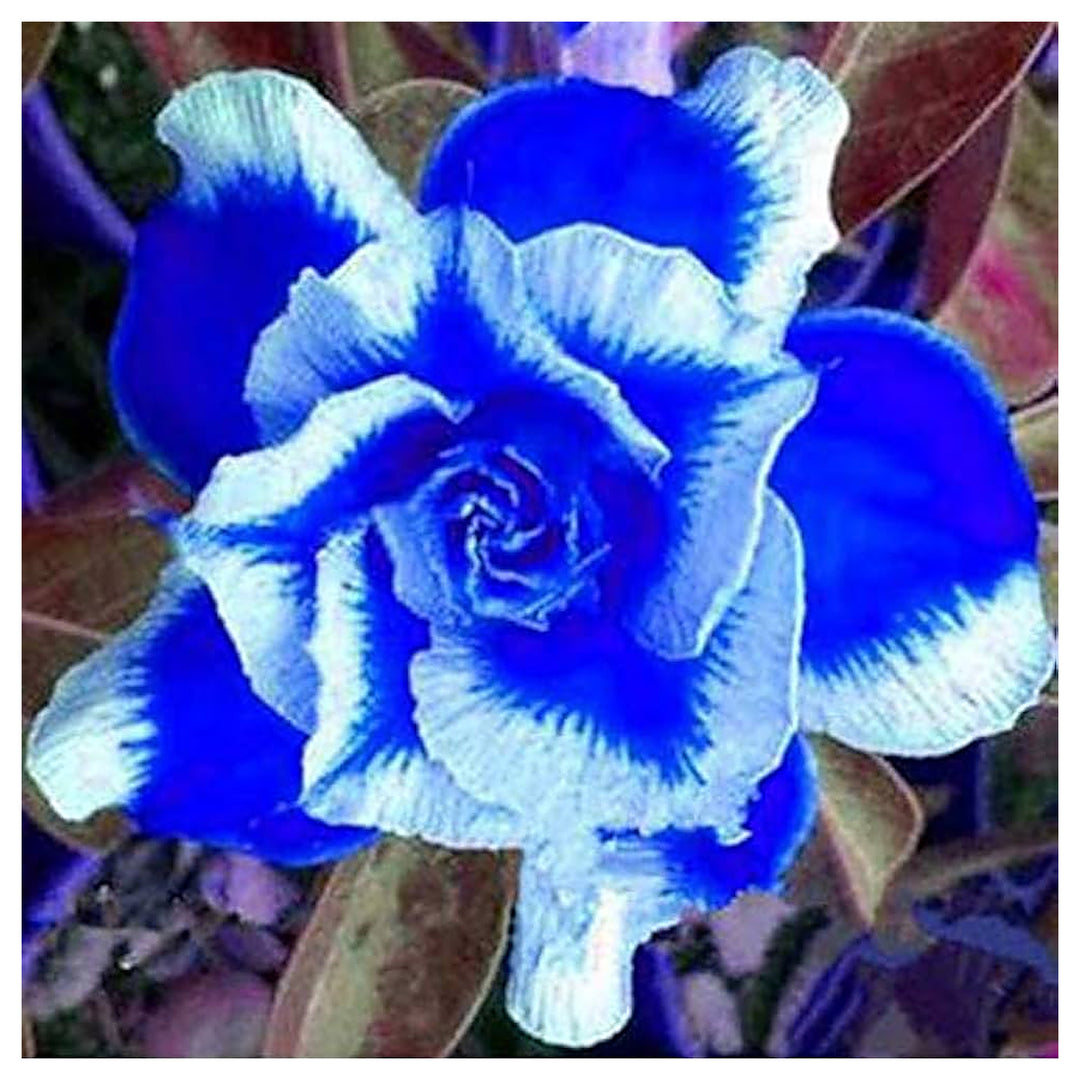White Blue Adenium Obesum Flower Seeds for Planting – Heirloom, Non-GMO, High Germination Exotic Bloom Seeds | Neera Seeds product photo [neera-v4-c82819c9c758def41d1e]