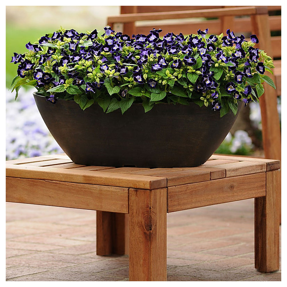 Organic Heirloom Non-GMO Deep Blue Torenia Seeds for Planting – Garden Blooms | Neera Seeds product photo [neera-v4-c82c43c2a5b7c872c907]