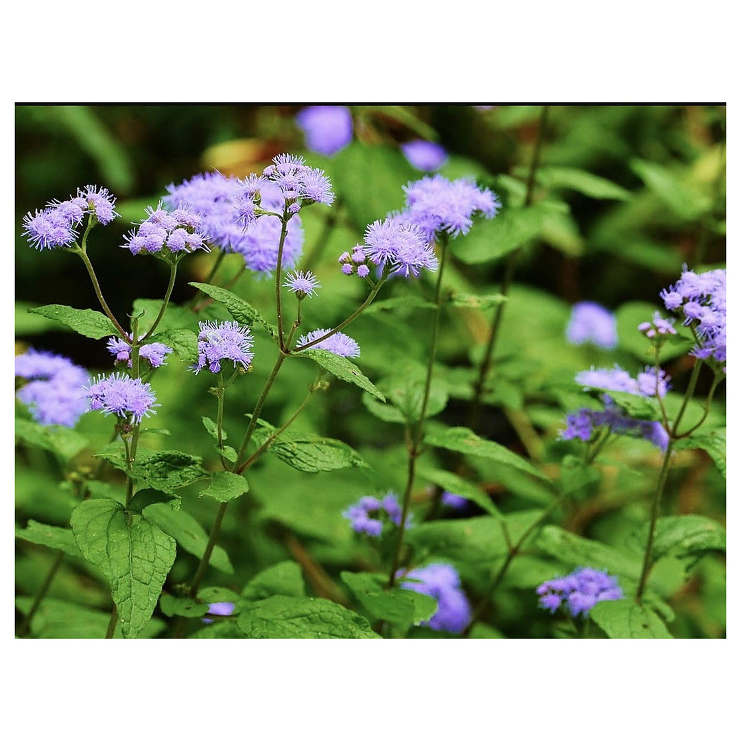 Heirloom Conoclinium Coelestinum Seeds – Non-GMO Flower Seeds for Planting | High Germination Organic Garden Blooms | Neera Seeds product photo [neera-v4-c83ae5c6f2036ac0452f]