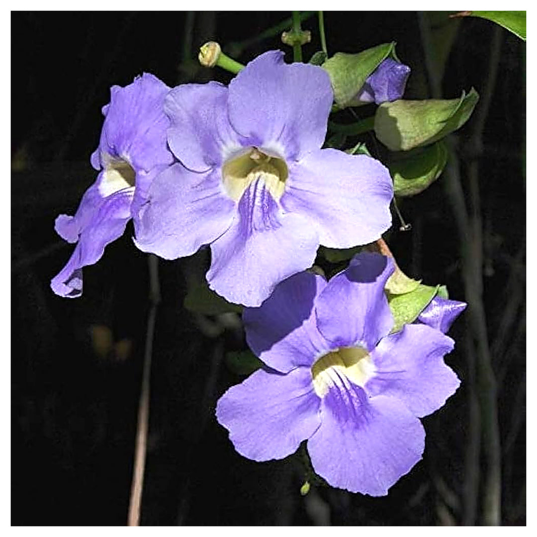 Blue Thunbergia Grandiflora Alba Sky Vine Thunbergia Grandiflora For Planting In Trellis Garden | Neera Seeds product photo [neera-v4-c844898f19a15be992c5]
