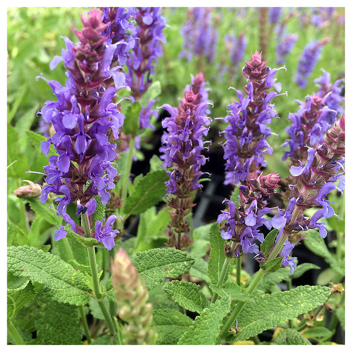 Organic Heirloom Non-GMO Nemorosa Seeds for Planting – Woodland Garden Blooms | Neera Seeds product photo [neera-v4-c847d566adf5a7c8a0a9]