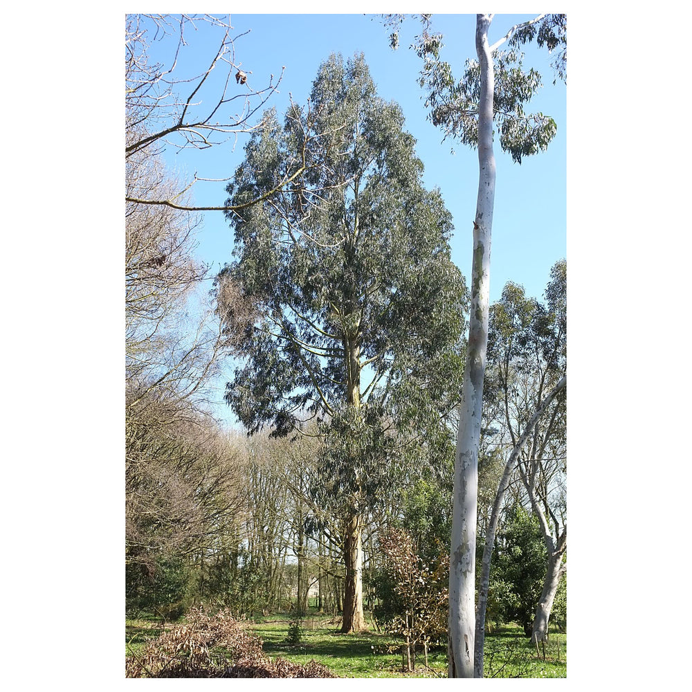 Eucalyptus Nitens Tree Seeds – Heirloom, Non-GMO, High Germination Organic Garden Seeds for Planting Eucalyptus Tre | Neera Seeds product photo [neera-v4-c85fea701b2848b66f4a]