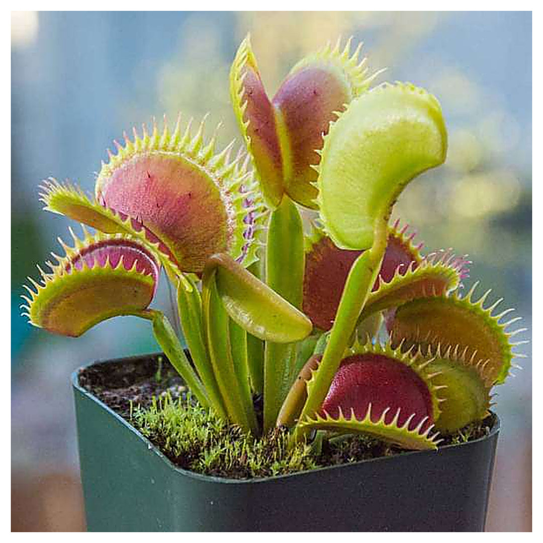 Green Sundew Plant Seeds for Planting – Non-GMO Heirloom Organic Garden Seeds, High Germination | Neera Seeds product photo [neera-v4-c86c41d7d43fd709bb2c]