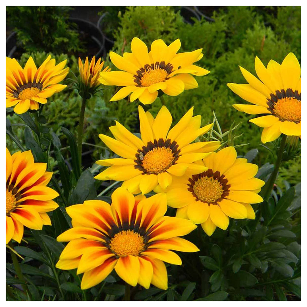 Gazania Sunflower For Planting Gazania Rigens For Flower Beds And Coastal Gardens Flower Seeds for | Neera Seeds product photo [neera-v4-c876c67433476be04df0]