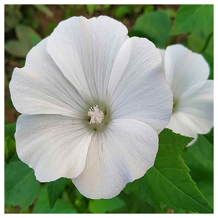Organic White Lavatera Flower Seeds for Planting – Heirloom, Non-GMO | Neera Seeds product photo [neera-v4-c87906891c1fe9e565d6]