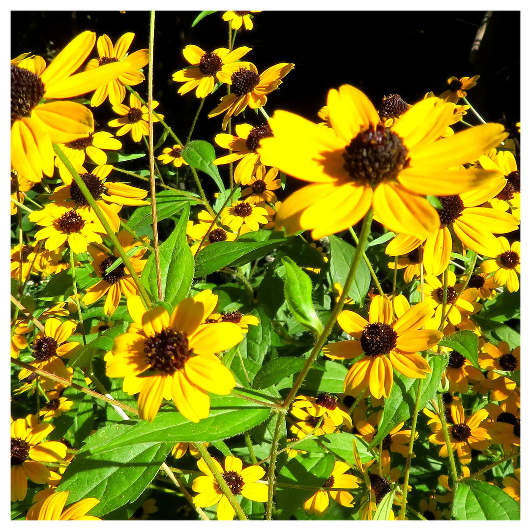 Yellow Rudbeckia Triloba Flower Seeds – Heirloom, Non-GMO Wildflower Seeds for Planting, High Germination Organic G | Neera Seeds product photo [neera-v4-c880ac5464760f1d3366]