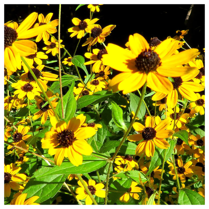 Yellow Rudbeckia Triloba Flower Seeds – Heirloom, Non-GMO Wildflower Seeds for Planting, High Germination Organic G | Neera Seeds product photo [neera-v4-c880ac5464760f1d3366]