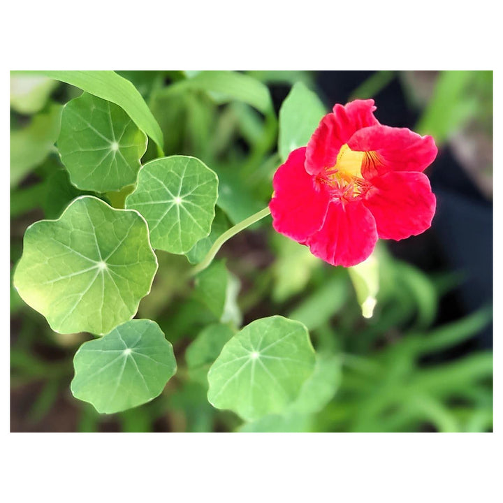 Red Hanging Nasturtium Seeds for Planting – Heirloom Non-GMO Seeds for Home Garden | Neera Seeds product photo [neera-v4-c883bba162d0fe6c6aca]