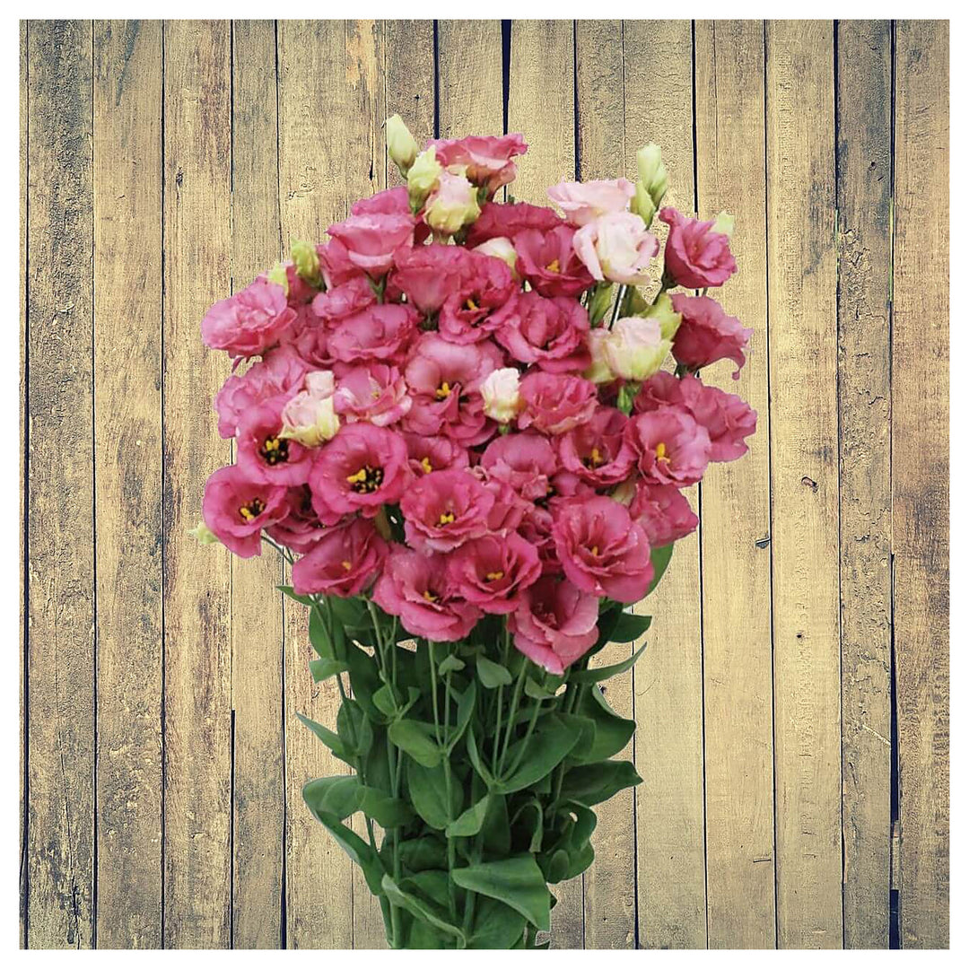 Deep Red Eustoma (Lisianthus) Flower Seeds for Planting – Heirloom, Non-GMO, High Germination, Easy to Grow | Neera Seeds product photo [neera-v4-c88719a60e5b33aab65c]