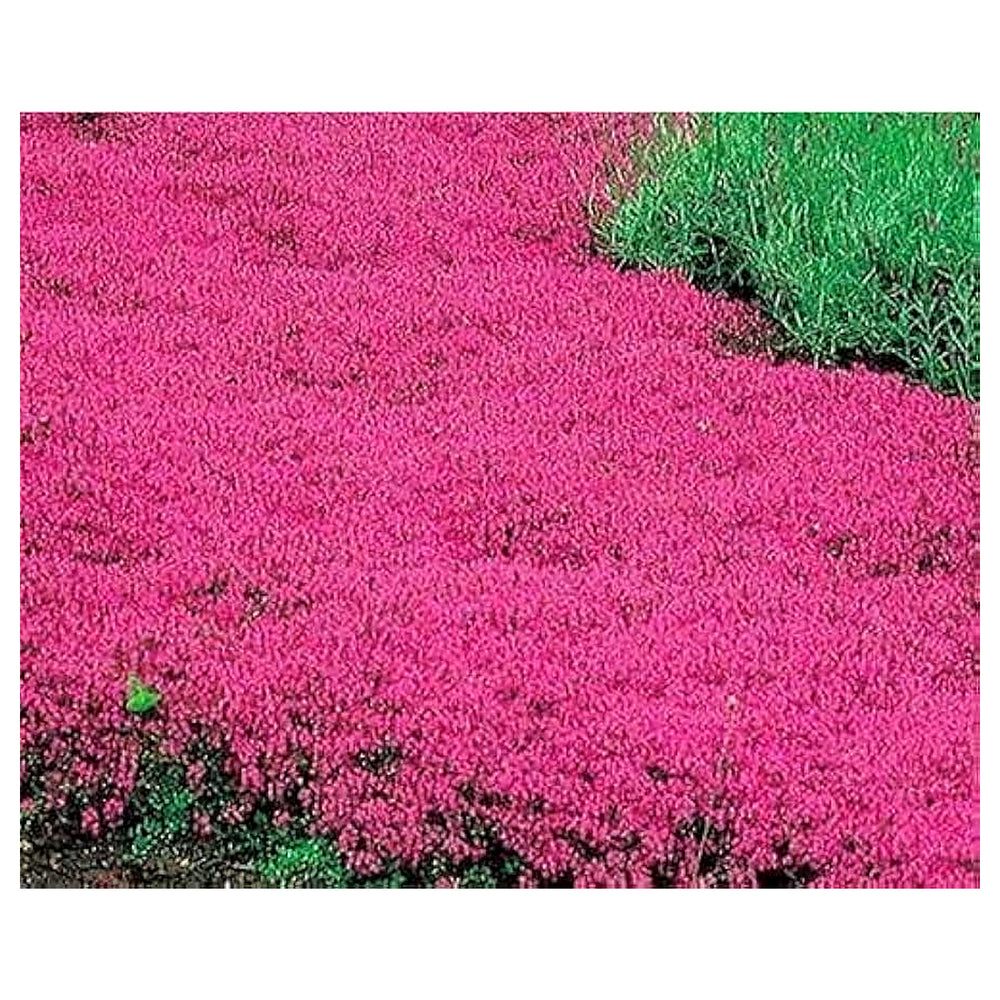 Red Creeping Flower Seeds for Planting, Fresh, NON GMO Seeds | Neera Seeds product photo [neera-v4-c88a38eae1bce836b1fb]