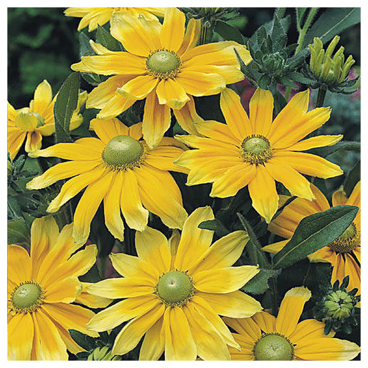 Heirloom Rudbeckia hirta ‘Prairie Sun’ Black Eyed Susan Flower Seeds for Planting - Non-GMO Seeds | Neera Seeds product photo [neera-v4-c88bbdb7c471da074431]