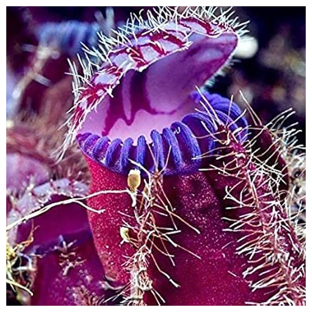 Venus Fly Trap Violet Flower Seeds – Heirloom, Non-GMO Carnivorous Plant Seeds for Planting | Neera Seeds product photo [neera-v4-c892b2ded0c644899f40]