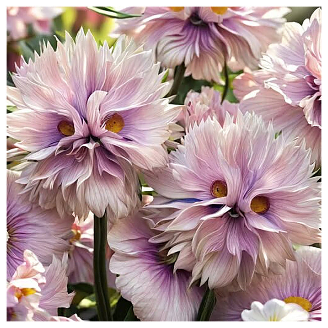 Big face Flower Seeds | Seeds for Planting | Heirloom | Non-GMO | High Germination | Organic Garden Seeds | Neera Seeds product photo [neera-v4-c89367c4367497593353]