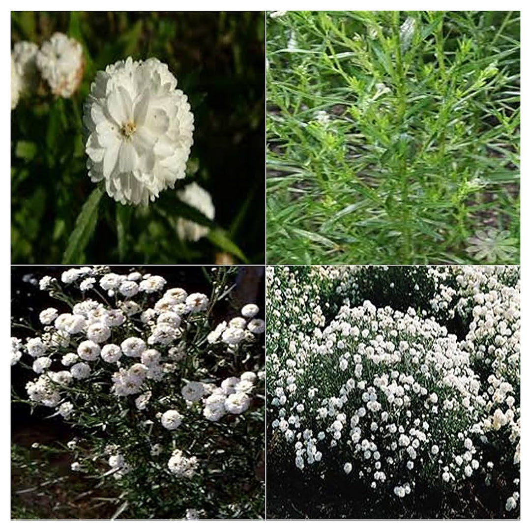 White White Heirloom Non Gmo Pearl Yarrow Swamp Yarrow Elegant Blooms In Your Garden Flower | Neera Seeds product photo [neera-v4-c89660fd2f93b5f9c04f]