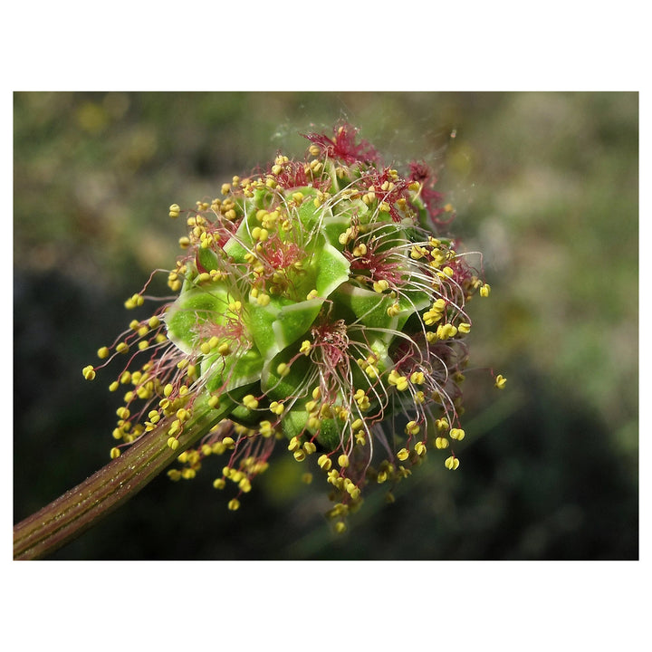 Heirloom Non-GMO Sanguisorba Flower Seeds for Planting – Unique Ornamental Garden Seeds | Neera Seeds product photo [neera-v4-c8a1bc8b741dfd71ea21]