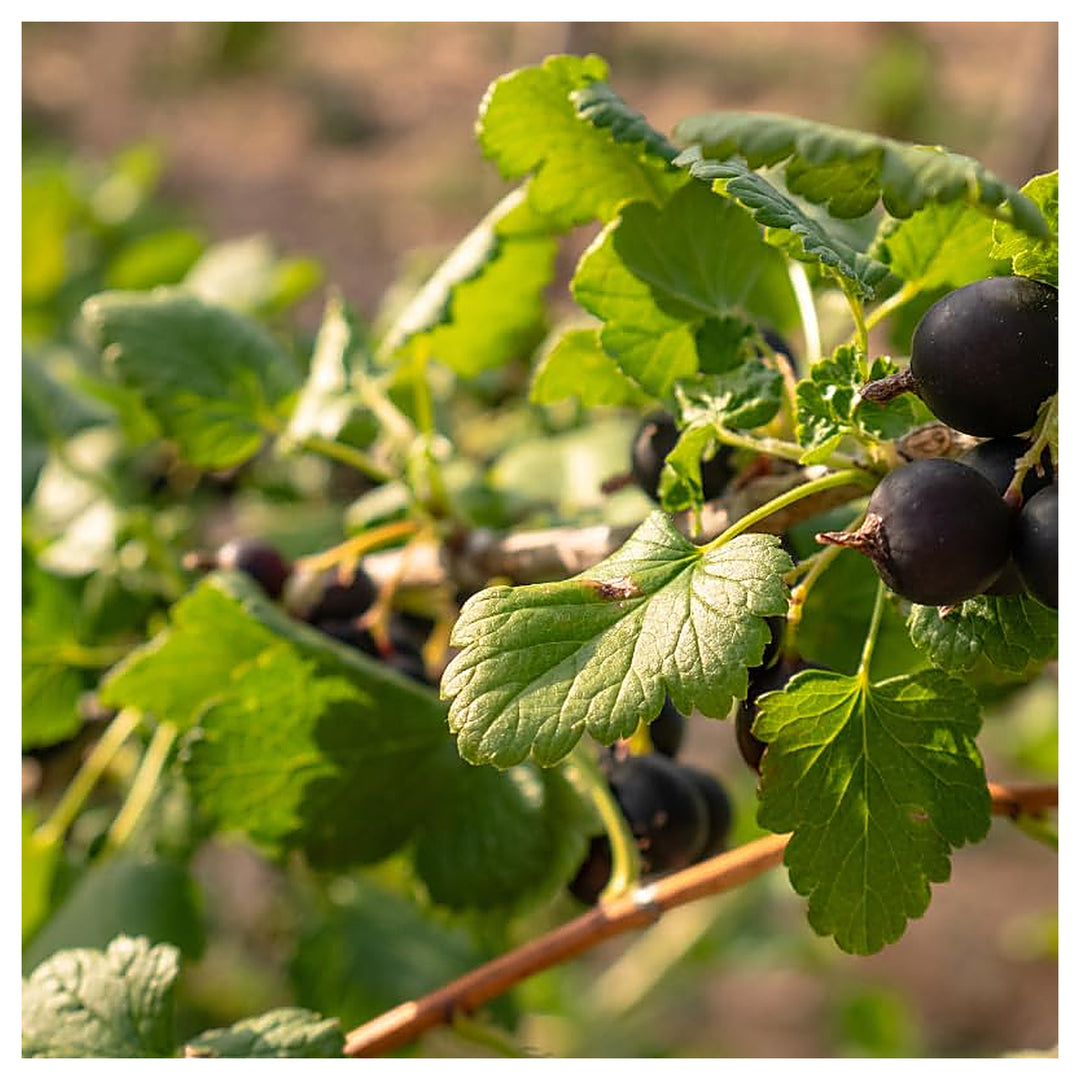Grosella Negra (Black Currant) Fruit Seeds – Organic &amp; High Germination | Neera Seeds product photo [neera-v4-c8a6eb56900ee2422631]