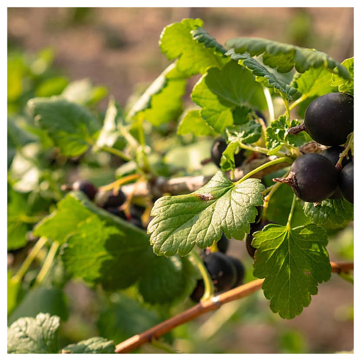Grosella Negra (Black Currant) Fruit Seeds – Organic &amp; High Germination | Neera Seeds product photo [neera-v4-c8a6eb56900ee2422631]