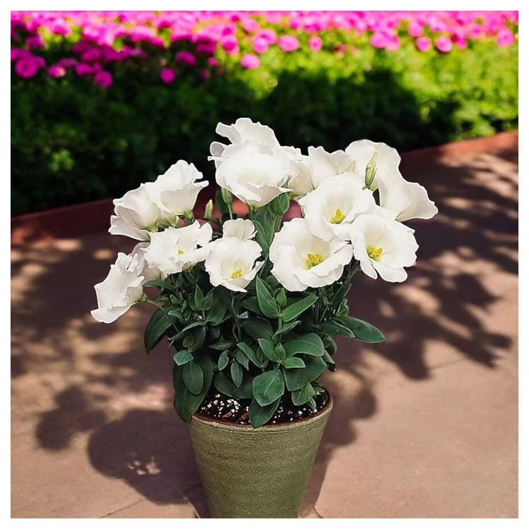 White Eustoma Eustoma Griflorum Flower For Planting Ideal For Wedding Bouquets Indoor Decor | Neera Seeds product photo [neera-v4-c8a7702796d0d2fee5e8]
