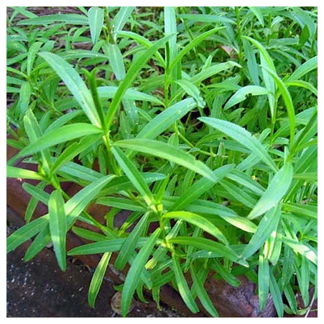 Tarragon Plant Seeds for Planting - NON GMO Seeds | Neera Seeds product photo [neera-v4-c8bb849e1f7ab4df0ff0]