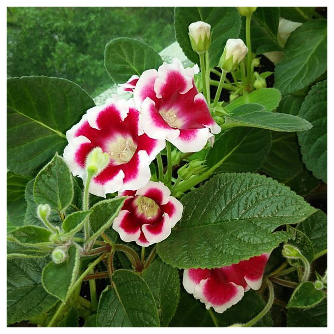 Red & White Brazilian Gloxinia Flower Seeds for Planting | Heirloom Non-GMO High Germination Organic Garden Seeds | Neera Seeds product photo [neera-v4-c8c37cc30d0b4d1b3838]