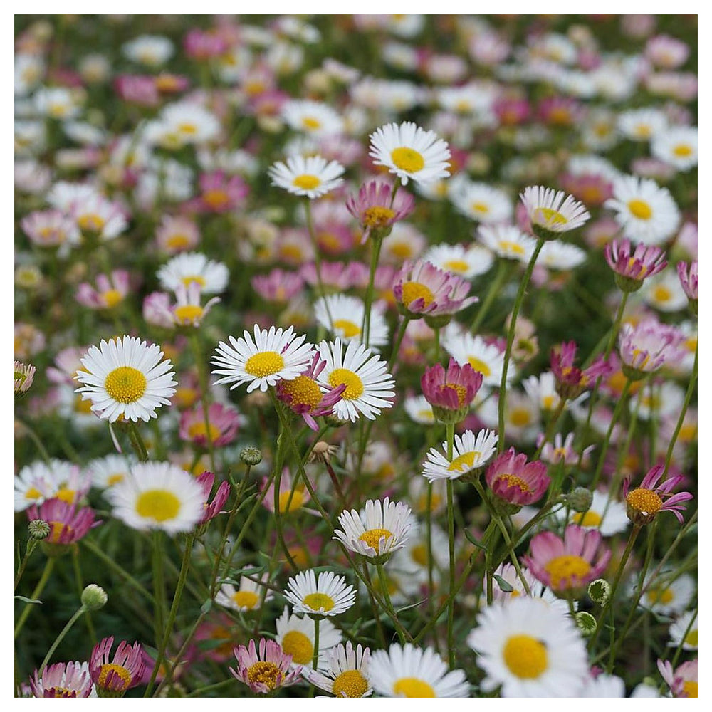 Pink White Karvinskianus Flower Seeds for Planting – Heirloom, Non-GMO, Organic Garden Seeds, High Germination | Neera Seeds product photo [neera-v4-c8c58f4aae418ab14af9]