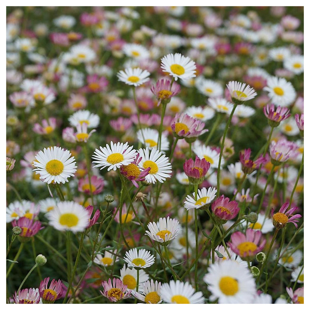 Pink White Karvinskianus Flower Seeds for Planting – Heirloom, Non-GMO, Organic Garden Seeds, High Germination | Neera Seeds product photo [neera-v4-c8c58f4aae418ab14af9]
