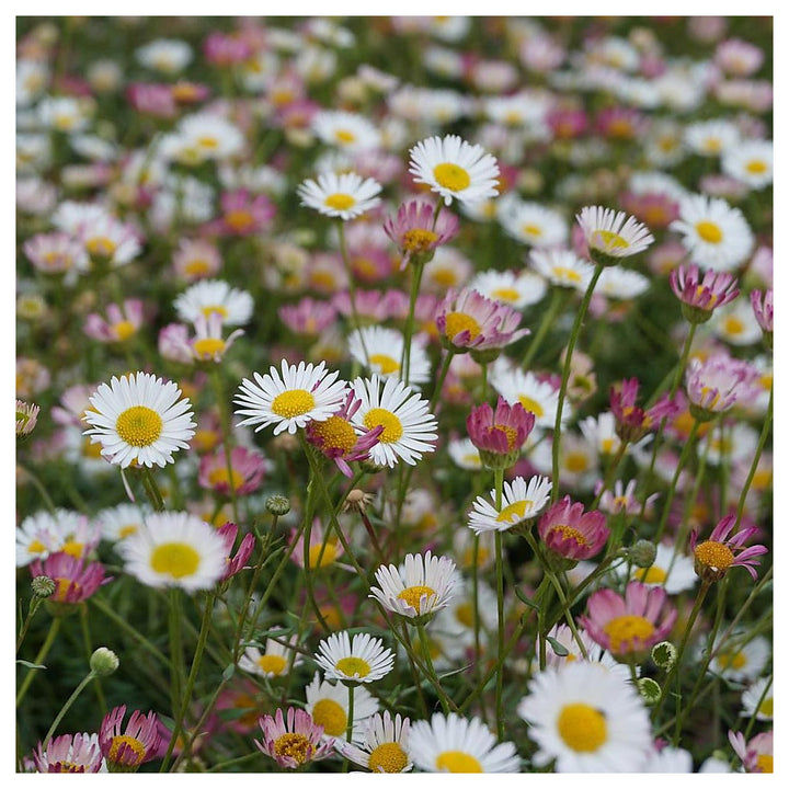 Pink White Karvinskianus Flower Seeds for Planting – Heirloom, Non-GMO, Organic Garden Seeds, High Germination | Neera Seeds product photo [neera-v4-c8c58f4aae418ab14af9]