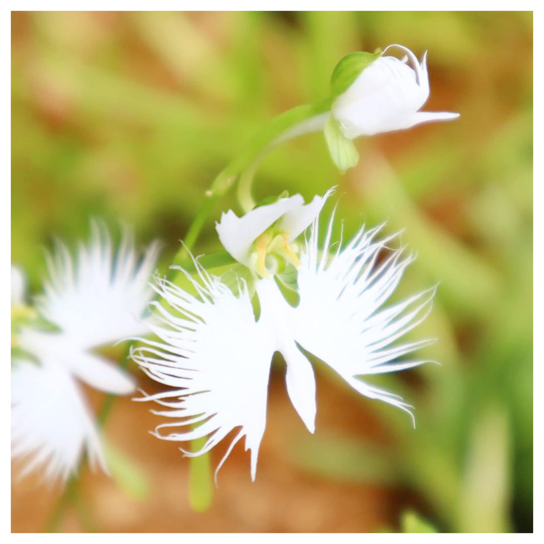 Radiata White Flower Seeds for Planting – Organic, Heirloom, Non-GMO Seeds | Neera Seeds product photo [neera-v4-c8c6500f2b0c1e0ccb3a]