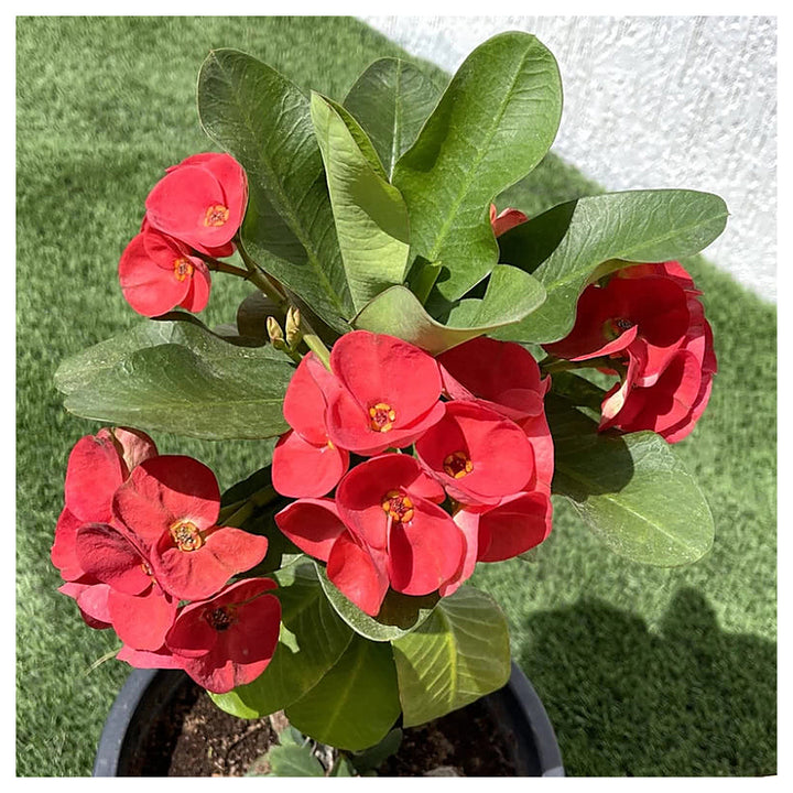 Heirloom Red Euphorbia Milii Flower Seeds for Planting – Non-GMO, Organic Garden Seeds | Neera Seeds product photo [neera-v4-c8ccc0e9be5bb8c14d6c]