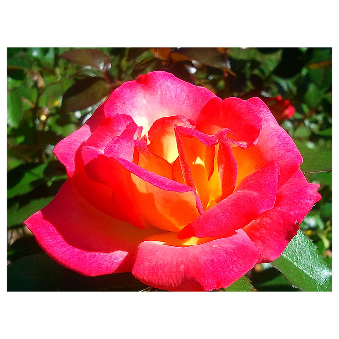 Bonsai Rose Flower Seeds for Planting 100 pcs – Heirloom, Non-GMO, High Germination Miniature Garden Seeds | Neera Seeds product photo [neera-v4-c8ce155a0e0f06c306c6]