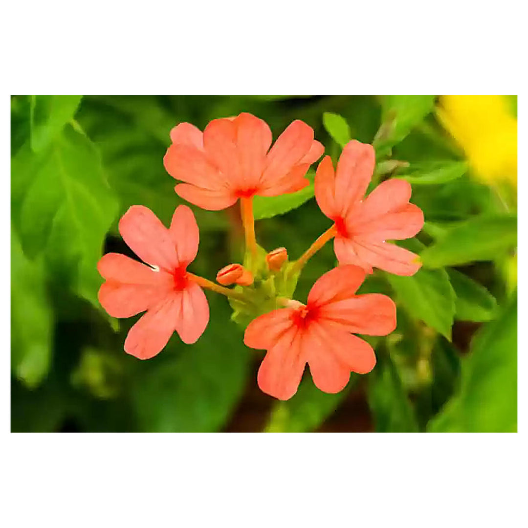 Crossandra Semi Flower Seeds for Planting – Vibrant, Non-GMO, Heat-Tolerant Blooms for Gardens &amp; Pots | Neera Seeds product photo [neera-v4-c8e0acec80862200a290]