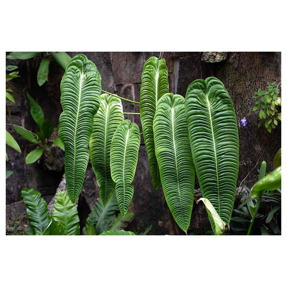 Anthurium Veitchii (King Anthurium) Plant Seeds – Heirloom, Non-GMO, High Germination Garden Seeds for Planting | Neera Seeds product photo [neera-v4-c8e22e972f98ba23831c]