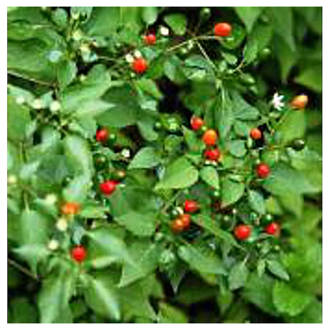 Texas Chiltepin Pepper Capsicum Annuum Pepper For Planting Flower Seeds for Home Garden Planting, | Neera Seeds product photo [neera-v4-c8ea716591120c91561f]