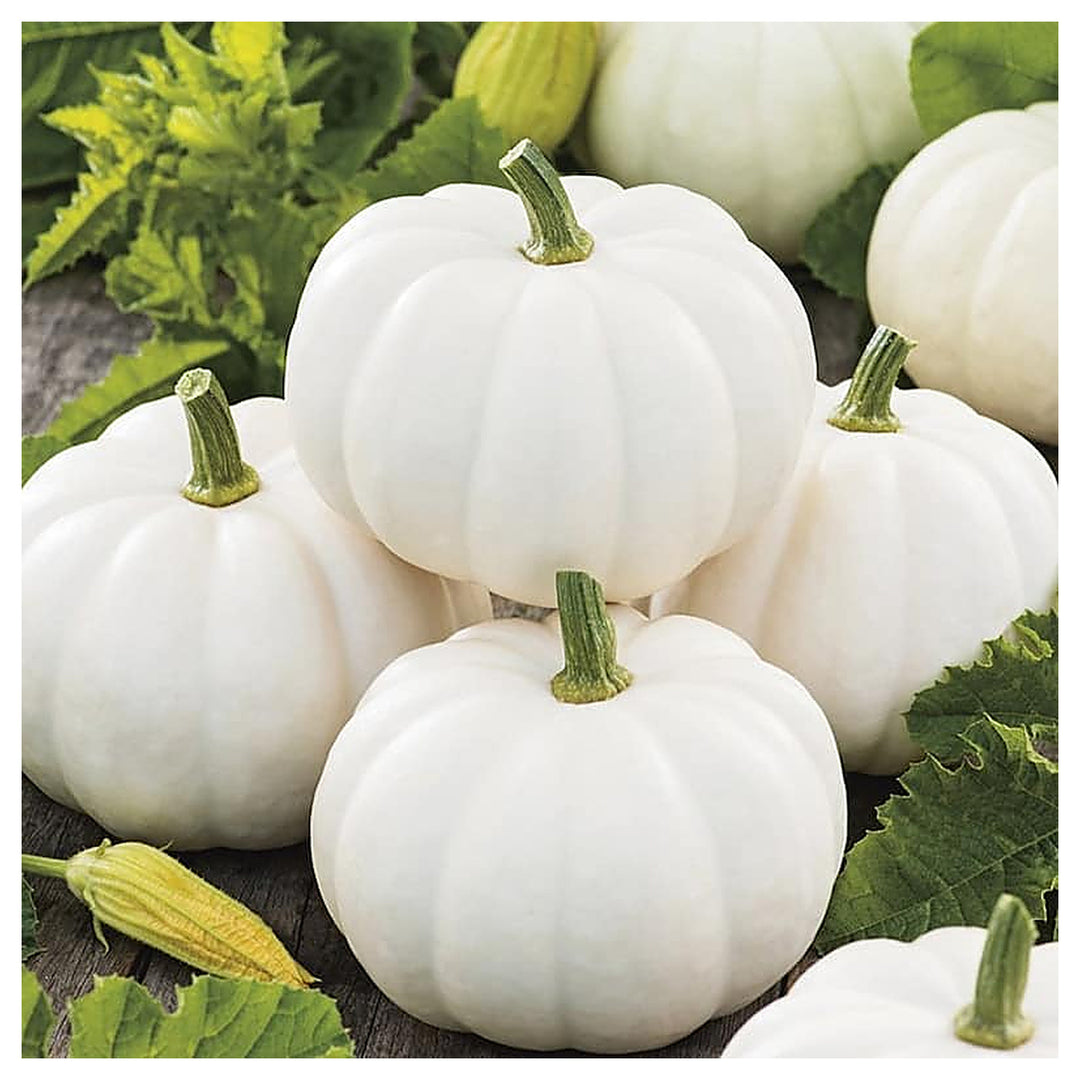 White Pumpkin Vegetable Seeds for Planting – Heirloom, Non-GMO, High Germination Organic Garden Seeds | Neera Seeds product photo [neera-v4-c8ed10aa48341ef5dbd1]