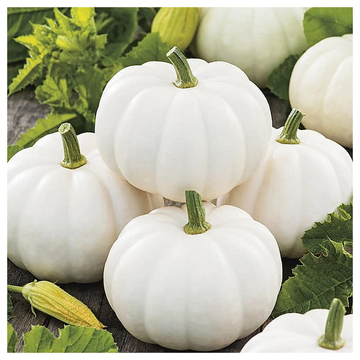 White Pumpkin Vegetable Seeds for Planting – Heirloom, Non-GMO, High Germination Organic Garden Seeds | Neera Seeds product photo [neera-v4-c8ed10aa48341ef5dbd1]