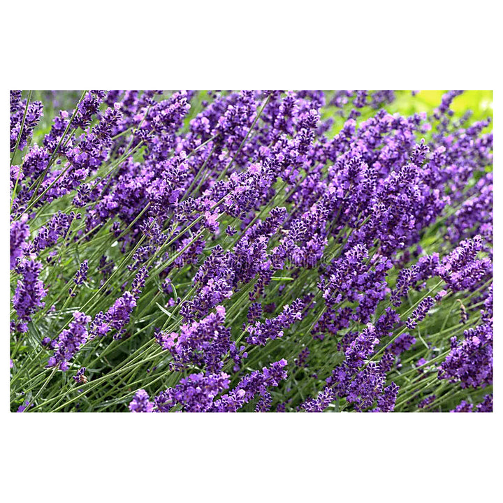Heirloom Non-GMO Provence Violet Lavender Flower Seeds for Garden Planting – Aromatic Blooms | Neera Seeds product photo [neera-v4-c8f0e16c704124bc7e40]