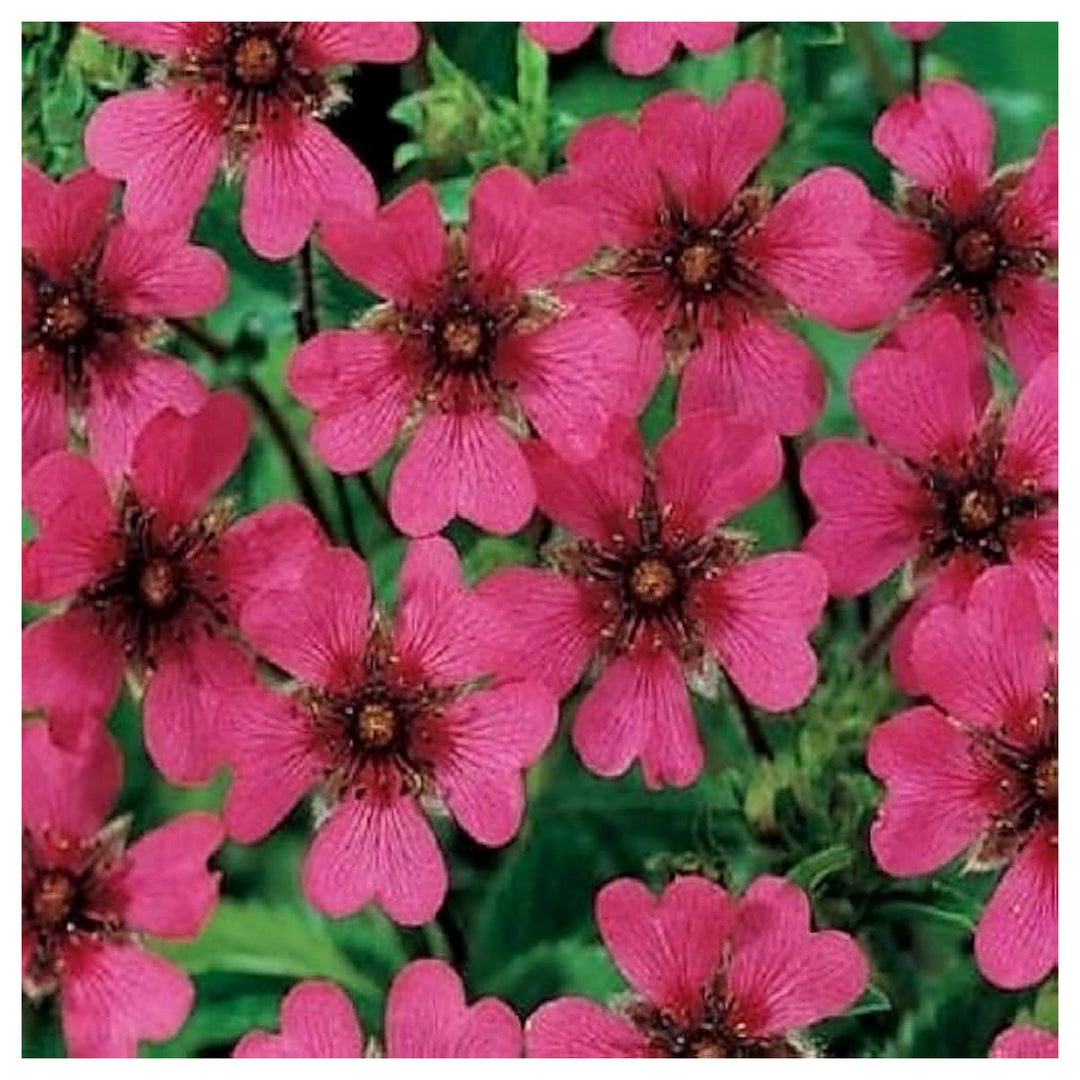Pink Potentilla Nepalensis Flower Seeds for Planting – Heirloom, Non-GMO, High Germination Organic Garden Seeds | Neera Seeds product photo [neera-v4-c911506a9ac761348463]