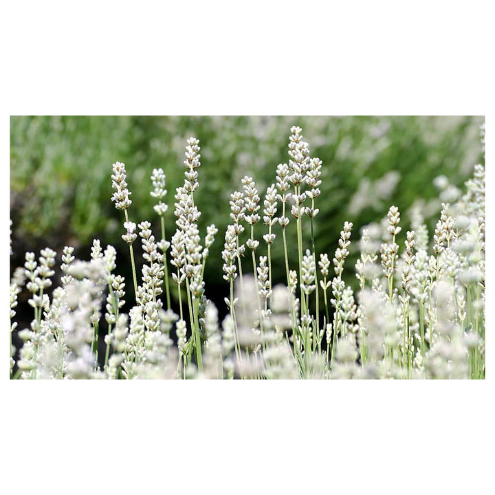 Heirloom Non-GMO White Lavender Seeds for Planting – High Germination Organic Garden Seeds | Neera Seeds product photo [neera-v4-c918c5f820802b627a73]