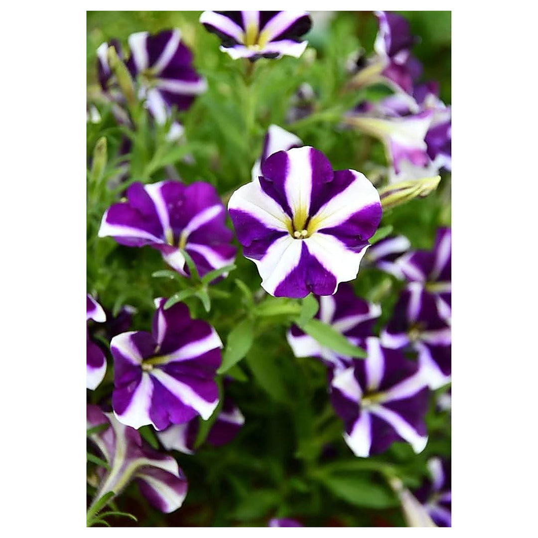 Petunia Petunia Hybrida Mixed Color Flower For Planting Ideal For Balcony Pots Hanging Baskets | Neera Seeds product photo [neera-v4-c92f95a087fca6054e9e]