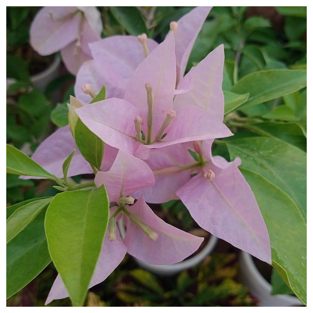 Heirloom Non-GMO Light Pink Bougainvillea Flower Seeds – Climbing Vine Seeds for Home Gardens | Neera Seeds product photo [neera-v4-c93ad0ceb1425dfa32b8]
