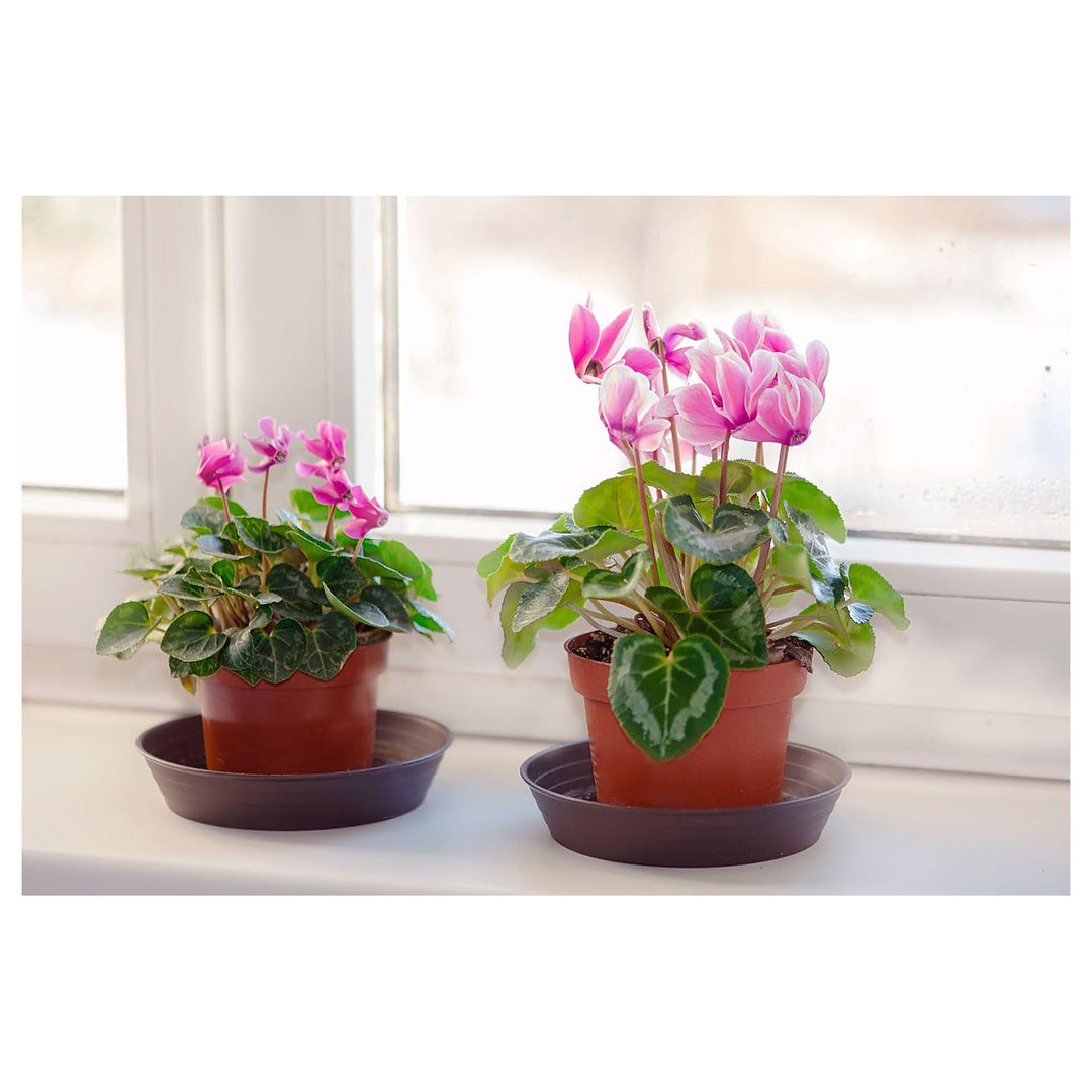 Pink &amp; White Cyclamen Seeds – Heirloom, Non-GMO, Elegant Winter Flowers for Indoor &amp; Outdoor Planting | Neera Seeds product photo [neera-v4-c941003cda2c82222674]