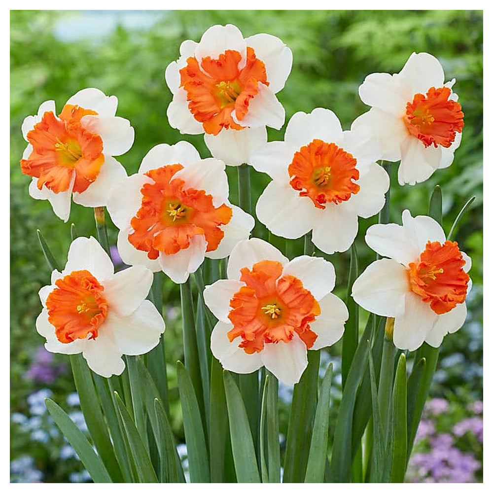 Heirloom Non-GMO Double Petal Narcissus Daffodil Seeds for Planting – White & Orange, High Germination | Neera Seeds product photo [neera-v4-c9429a2076d0f7fe6282]