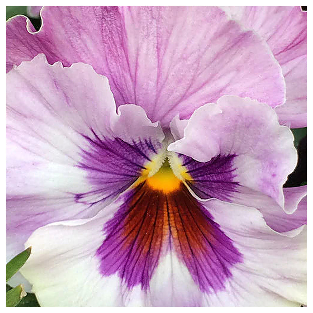 Light Pink Pansy Heirloom Non-GMO Seeds for Planting – High Germination Organic Garden Seeds | Neera Seeds product photo [neera-v4-c945438294d45935b081]